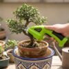 Cordless Grass Shears In Use - Bonsai Trimming Hand using cordless grass and hedge shears to trim a bonsai tree in a terracotta pot